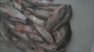 ТАРАНКА ПО-ДОМАШНЕМУ, своими руками.