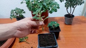 How to care, grow and pruning for Tree of Love / Aichryson laxum