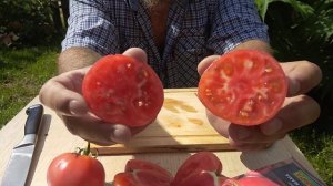 Пинк Мама томат как блюз