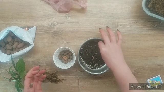 Пересадка Хойи. Суккулент смотреть онлайн