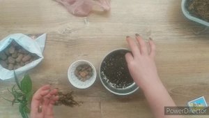 Пересадка Хойи. Суккулент