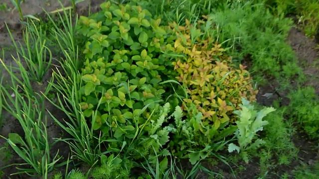 001 24 06 11 Тарнога В Спас Питомник Поповых смотреть онлайн