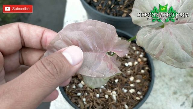 Syngonium Pink Spot