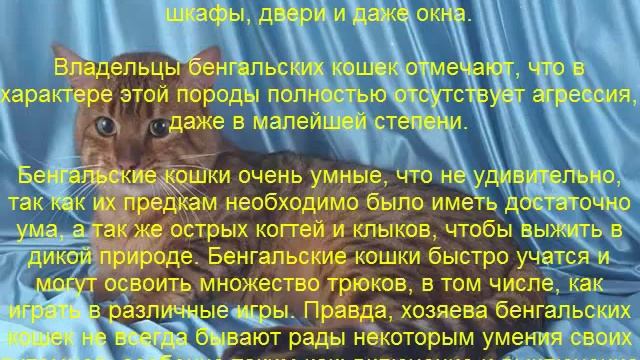 бенгальская кошка описание породы содержание и уход