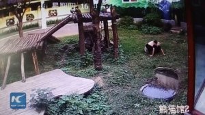 ЖЕСТЬ! Жестокое нападение панды на человека