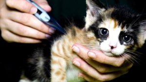 Ушной клещ у кошек! Лечение и профилактика! Проверьте своего питомца!
