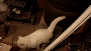 Котэ Цопэ метит территорию 2007
