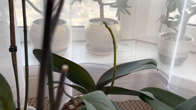 Полив Орхидей все самое важное и немного красоты смотреть онлайн