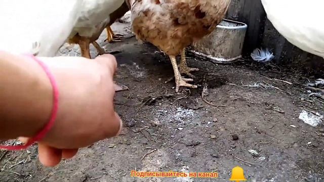 Как узнать что курица старая, по её ногам смотреть онлайн
