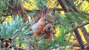Белка кушает сосновые шишки сидя на сосне ВИДЕО 2 Ленобласть. Squirrel video/松鼠视频/eichhörnchen vide