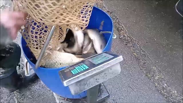 Зарыбление верхнего водоёма карпом 2000 кг. Клёвое место Лосиный остров. смотреть онлайн