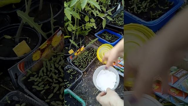 Проращивание семян кабачков смотреть онлайн