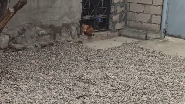 Чем лучше кормить собаку сухим кормом или натуралкой чем я кормлю своих собак?