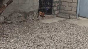Чем лучше кормить собаку сухим кормом или натуралкой чем я кормлю своих собак?