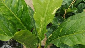 Anthurium Hookeri Variegata 60cm Height | Live from the Nursery Series