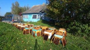 Обсушка пчёлами перговых рамок.  Пасека Лаврова