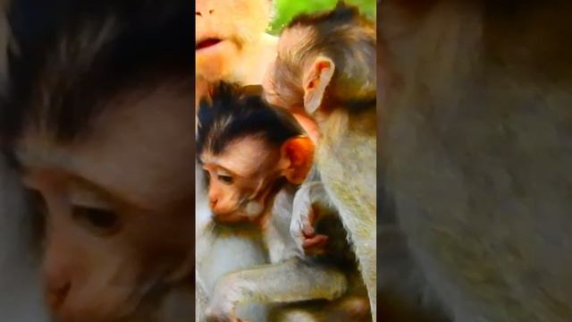 Cutest Babies Monkey & Funny Loving Video 1 15