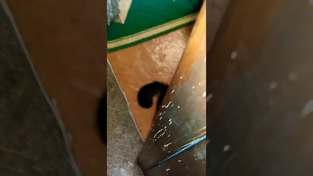 Кошка охотится на меня смотреть онлайн