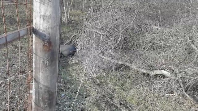 Настал период спаривания диких кабанов смотреть онлайн