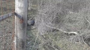 Настал период спаривания диких кабанов