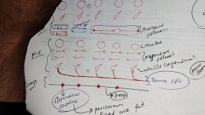 Large Intestine Histology | GIT HISTOLOGY| Anatomy | MAT MEDiCOS