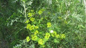 Молочай- вы удивитесь, насколько он целебен!!!