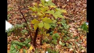 албанское танго (бабочка)