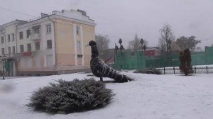 Прогулки по расписанию. По февральским, старым улицам Тамбова. Русский спаниель. Выгул собаки.