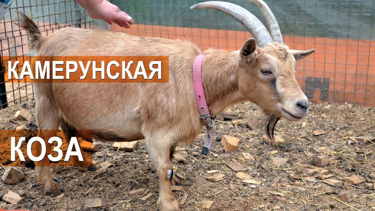 Камерунская коза  в хозяйстве Натальиной-Степанова