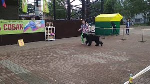 Щенки Самросс Финансовый директор, Самросс Философия жизни 7 мес (без одного дня).