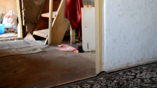 ГОЛОСА ПРИЗРАКОВ В БРОШЕНЫХ ДОМАХ!? | ЭГФ | 2 часть смотреть онлайн