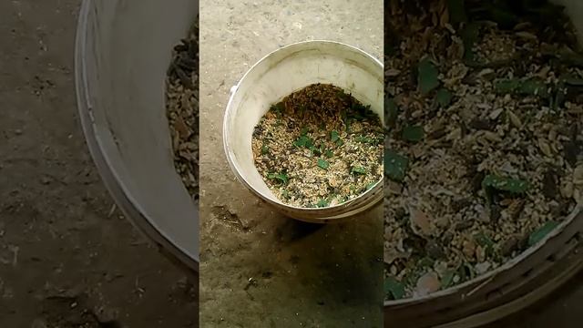 ГОЛУБИ " миниралка . В домашних условиях. смотреть онлайн