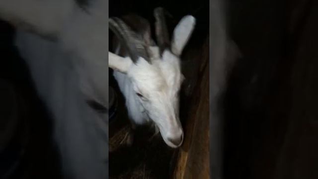 Кормушка под сено для коз ? смотреть онлайн