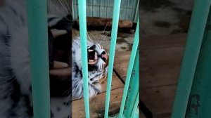 Мурлыканье тигра