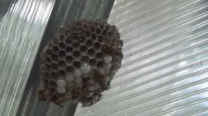 Как уничтожить осиное гнездо. How to destroy the hornets' nest.