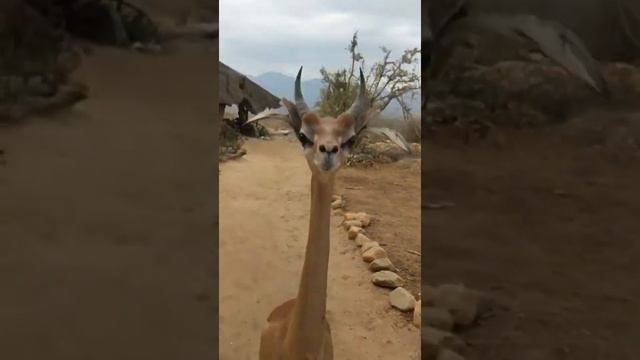 Meet Gilbey, an orphaned gerenuk that has been #shorts #animal  #natego