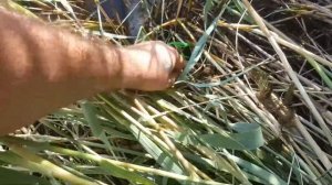 Рыбалка на змееголова! Змееголов в Узбекистане! Рыбалка с сыном!