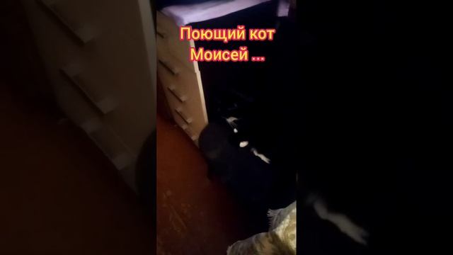 Поющий кот Моисей, и певица Ева Канна