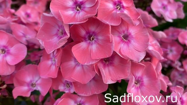 Любимый флокс моего мужа, флокс Ливадия, моей селекции смотреть онлайн