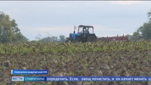 Сахарная свекла на Ставрополье вторая по экономической значимости сельхозкультура