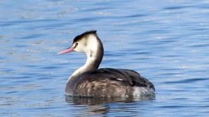 Great crested grebe (Podiceps cristatus) Σκουφοβουτηχτάρι - Cyprus