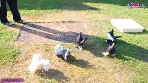 Как разводят голубей