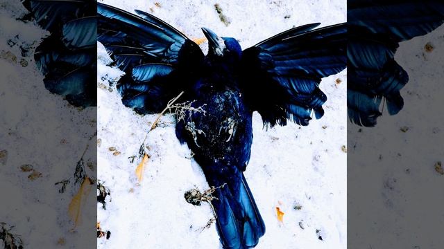 Разговор разочарованного со своей душой (Ба) смотреть онлайн