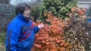 Фотергилла