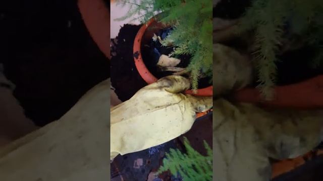 Разделяем Аспарагус перестый, добавляем банановый шкурки смотреть онлайн