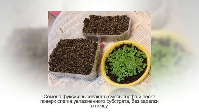 ФУКСИЯ домашняя. Все секреты ухода и размножения. Как ухаживать за фуксией смотреть онлайн