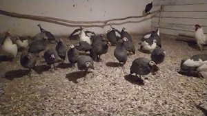 Цесарки