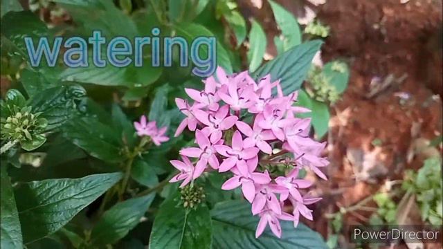 എന്റെ പെന്റസ് പ്ലാൻസും സംരക്ഷണവും /My pentas plant's gardening &Care Malayalam смотреть онлайн