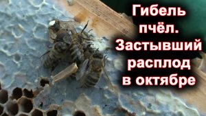 Гибель пчёл. Застывший расплод.
