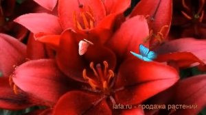 Лилия азиатская горшечная (lilium asiatic tiny rocket) ? лилия обзор: как сажать луковицы лилии